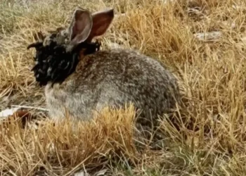 Κουνέλια με Ασθένειες και «Ακίδες Σαν Πλοκάμια στο Πρόσωπό τους» Προκαλούν Πανικό στο Κολοράντο