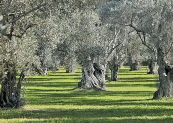 Οι ελιές που κάποτε έθρεφαν γενιές, γίνονται τώρα αιτία φόβου και τιμωρίας