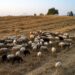 ΑΡΗΣ ΤΑΤΣΗΣ ΔΙΚΗΓΟΡΟΣ: ΤΙ ΤΡΕΧΕΙ ΜΕ ΤΗΝ ΕΥΛΟΓΙΑ ΤΩΝ ΑΙΓΟΠΡΟΒΑΤΩΝ; – ΣΗΜΕΙΩΜΑ