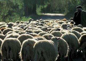 Ευλογιά αιγοπροβάτων: Επισιτιστικός εφιάλτης στον ορίζοντα. Η Νέα Τάξη «τελειώνει» τους μικρούς παραγωγούς – Κτηνοτρόφος πέθανε από…