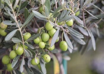 ΝΙΚΟΛΑΟΣ ΠΑΠΑΔΟΠΟΥΛΟΣ: ΦΟΡΟΣ ΣΤΗΝ ΕΛΙΑ, ΑΥΡΙΟ ΣΤΟ ΠΑΡΑΘΥΡΟ – ΚΑΙ ΣΤΟΝ ΑΕΡΑ ΠΟΥ ΑΝΑΠΝΕΟΥΜΕ!