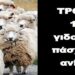 BAS_4: ΤΡΟΜΕΡΟ: 10εκατ γιδοπρόβατα πάσχουν από ανΕυλογία