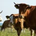 Πώς αλλιώς θα Υποχρεωθούμε να τρώμε το «Ψεύτικο Κρέας» – Εμβολιασμένα & Θανατωμένα: Εκστρατεία Εναντίον των Βοοειδών της Γαλλίας