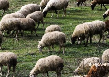 Γιατί υπάρχει σχέδιο καταστροφής της κτηνοτροφίας απο την ΝΔ