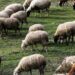 Γιατί υπάρχει σχέδιο καταστροφής της κτηνοτροφίας απο την ΝΔ
