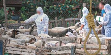Του θανάτωσαν τα πρόβατα και αυτοκτόνησε… Έχασε ένα κοπάδι 1000 ζώων επειδή είχαν μολυνθεί από την ευλογιά