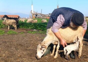 Γ. Πετράκος: Το πιο στυγερό και αποτρόπαιο φονικό εκ προμελέτης που έχει σχεδιάσει το άρρωστο μυαλό των κυβερνώντων μας.