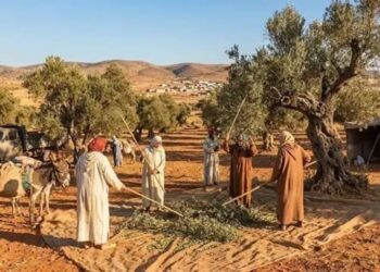 Η Τυνησία απειλεί το ελληνικό ελαιόλαδο – Η ΕΕ θυσιάζει τους Έλληνες παραγωγούς