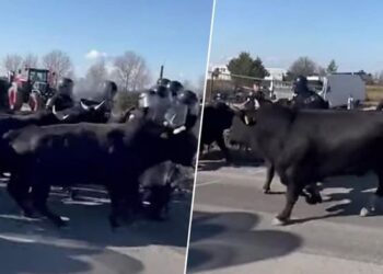 Bίντεο: Οι Γάλλοι αγρότες στέλνουν ταύρους κατά της αστυνομίας! – Η συμφωνία ΕΕ-Mercosur διαλύει τα πάντα