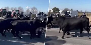 Bίντεο: Οι Γάλλοι αγρότες στέλνουν ταύρους κατά της αστυνομίας! – Η συμφωνία ΕΕ-Mercosur διαλύει τα πάντα