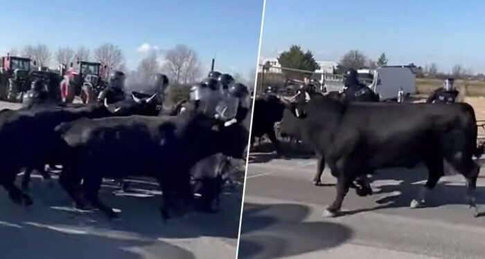 Bίντεο: Οι Γάλλοι αγρότες στέλνουν ταύρους κατά της αστυνομίας! – Η συμφωνία ΕΕ-Mercosur διαλύει τα πάντα