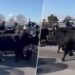 Bίντεο: Οι Γάλλοι αγρότες στέλνουν ταύρους κατά της αστυνομίας! – Η συμφωνία ΕΕ-Mercosur διαλύει τα πάντα