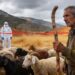 Δεν Θα Αφήσει Ζώο Για Ζώο! Μητσοτάκης σε Κτηνοτρόφους: «Προτεραιότητα η Εκρίζωση της Ευλογιάς — Η Συζήτηση για Εμβολιασμό Αποπροσανατολίζει»
