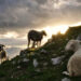 «Καμπανάκι» από την Ευρωπαϊκή Επιτροπή για την Ευλογιά των Προβάτων – Δικαιώνεται το ΑΚΚΕΛ και πιέζει για άμεσο εμβολιασμό στην Ελλάδα