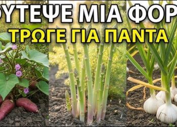 10 Καλλιέργειες Που Φυτεύεις Μόνο Μία Φορά Και Θα Σε Ταΐζουν Για Πάντα!