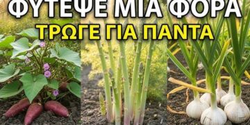 10 Καλλιέργειες Που Φυτεύεις Μόνο Μία Φορά Και Θα Σε Ταΐζουν Για Πάντα!