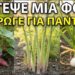 10 Καλλιέργειες Που Φυτεύεις Μόνο Μία Φορά Και Θα Σε Ταΐζουν Για Πάντα!