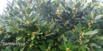 Γνωρίζεις γιατί πρέπει να προσθέτεις φύλλα δάφνης στο φαγητό; Για να δώσεις γεύση; Λάθος