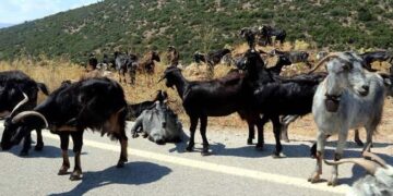 Παπα Ηλίας Υφαντής: Ο γιδοβοσκός