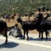 Παπα Ηλίας Υφαντής: Ο γιδοβοσκός