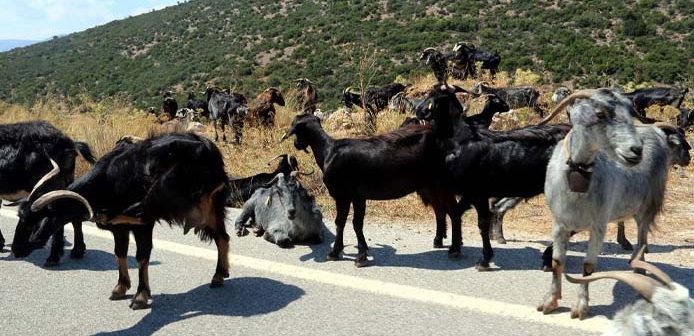 Παπα Ηλίας Υφαντής: Ο γιδοβοσκός