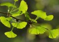 Ginkgo biloba και εμβοές-βούισμα των αυτιών
