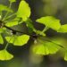 Ginkgo biloba και εμβοές-βούισμα των αυτιών